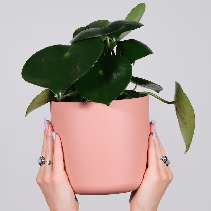 plastic pink pot